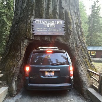 Drive-Thru Tree - This van couldn't make it all the way through, and had to back out. - Parks Near Me - Leggett, California Drive-Thru Tree - This van couldn't make it all the way through, and had to back out. - Parks Near Me - Leggett, California