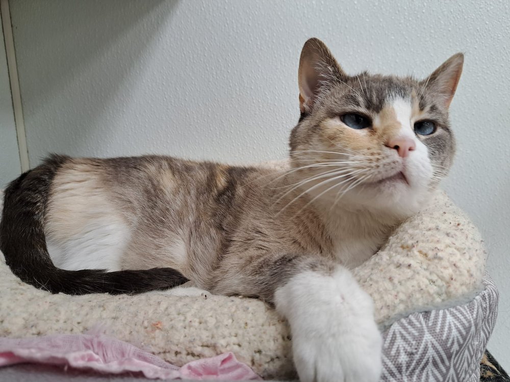 Magnolia Veterinary Services