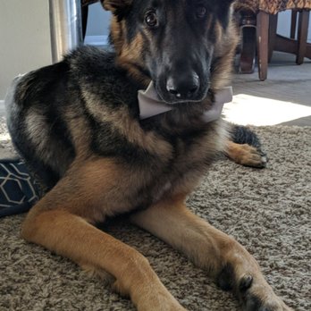 Performance K9 Training - My partner Shadow - Pet Training Near Me - Bonsall, California Performance K9 Training - My partner Shadow - Pet Training Near Me - Bonsall, California