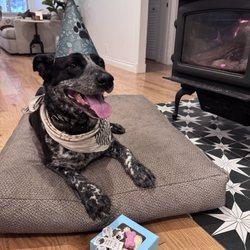 Scraps Dog Bakery - The best birthday cupcake!