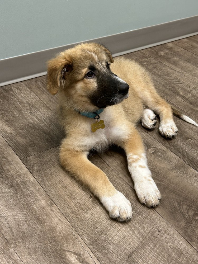 Texoma Veterinary Hospital