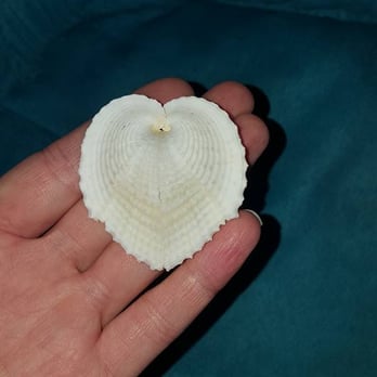 The Tides Wharf Gift Shop - My heart shell so pretty! - Gift Shops Near Me - Bodega Bay, California The Tides Wharf Gift Shop - My heart shell so pretty! - Gift Shops Near Me - Bodega Bay, California