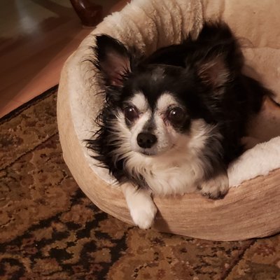 PAWLICIOUS POOCHIE PET RESCUE - Updated May 2024 - 18 Photos & 18 ...