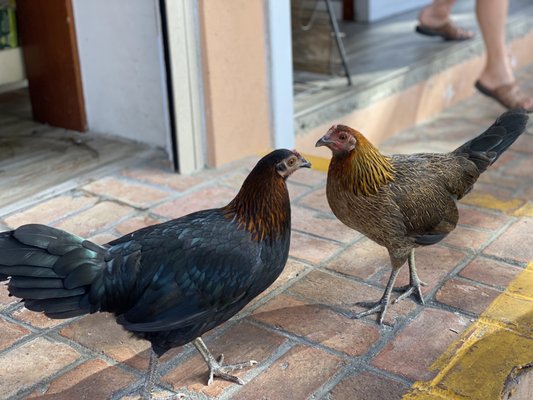 Cruz Bay Landing by null