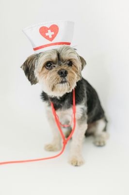 Emergency Pet Services - When your pet faces a sudden illness or injury, our Pet Emergency Services team is here to provide rapid, expert care. Our veterinarians are equipped to handle a wide range of urgent health issues, including trauma, poisoning, respiratory distress, and more. With advanced diagnostic tools and compassionate support, we strive to ensure your pet receives the best possible treatment when it matters most. Emergency Pet Services - When your pet faces a sudden illness or injury, our Pet Emergency Services team is here to provide rapid, expert care. Our veterinarians are equipped to handle a wide range of urgent health issues, including trauma, poisoning, respiratory distress, and more. With advanced diagnostic tools and compassionate support, we strive to ensure your pet receives the best possible treatment when it matters most.
