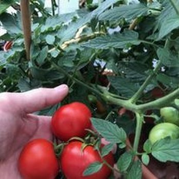 Laura's Garden - Our famous 4th of July tomatoes! - Nurseries & Gardening Near Me - Salem, New York