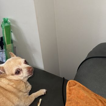 Express Cleaning Team - We Love Pets! - Office Cleaning Near Me