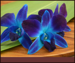 Aloha Island Lei and Floral by null