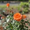 E. Hernandez Family Nursery gift card
