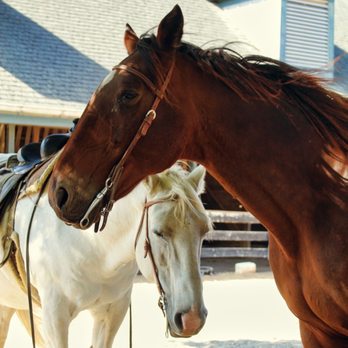 Kentucky Horse Park - Grounds, horses - Parks Near Me - Lexington, Kentucky Kentucky Horse Park - Grounds, horses - Parks Near Me - Lexington, Kentucky