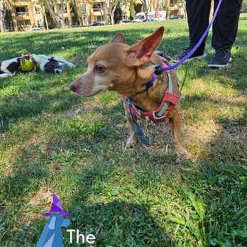 The Dog Wizard - Chloe working hard with Peanut chilling in the background, San Jose, CA
#thedogwizardmilpitas - Pet Training Near Me The Dog Wizard - Chloe working hard with Peanut chilling in the background, San Jose, CA
#thedogwizardmilpitas - Pet Training Near Me