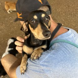 A to Z Dog Ranch - Lula prefers to be airlifted #princess