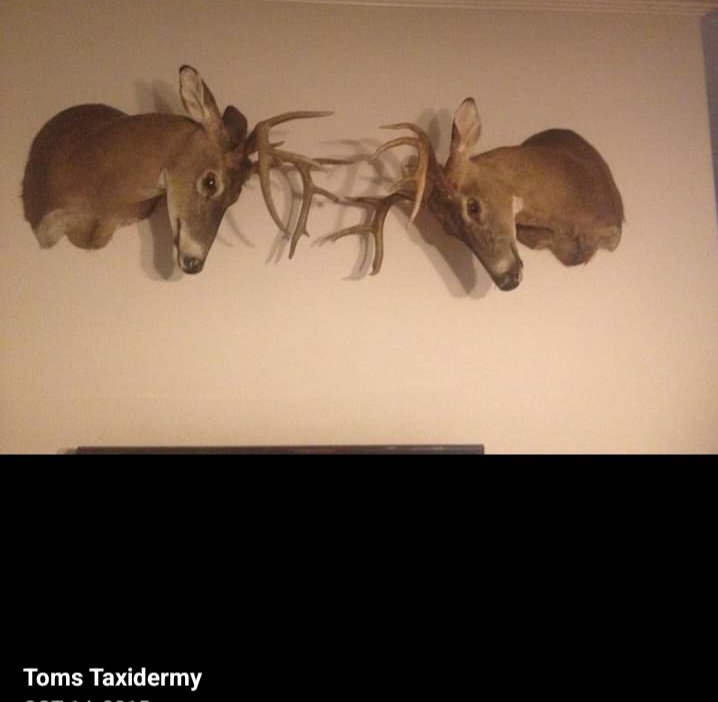 Toms Taxidermy - taxidermy in Wesley Chapel, FL