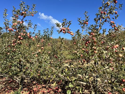 B.J. Reece Orchards by null