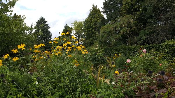 Hall's Croft by null