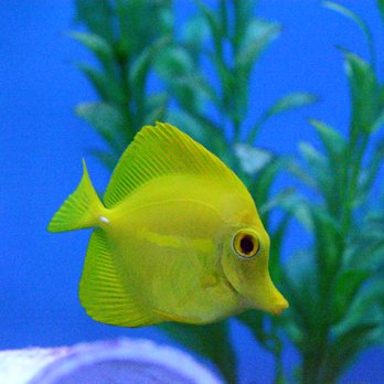 Aquatic Cove - Yellow Tang - Aquarium Services Near Me - Madison, Alabama Aquatic Cove - Yellow Tang - Aquarium Services Near Me - Madison, Alabama