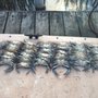 Photo of Fun Time Crabbing