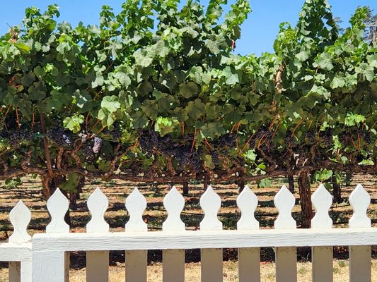 Tolenas Winery by null