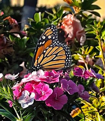 St Simons Island Pier by null