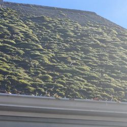 KLT Pressure Washing - Mold and mildew removal from roof