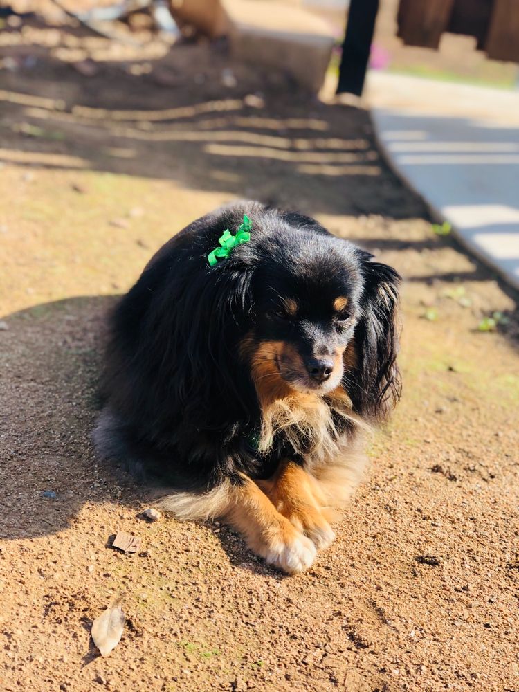 ASHLI’S FARMFLOWERSFUR Updated October 2024 El Cajon, California