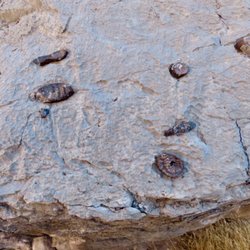 Arrow Canyon - Sponge fossils in the rock.