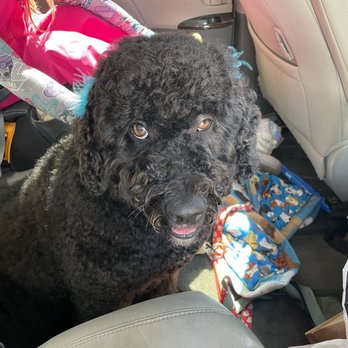 Ruff House Pet Salon - Bear look - Pet Groomers Near Me - Twain Harte, California