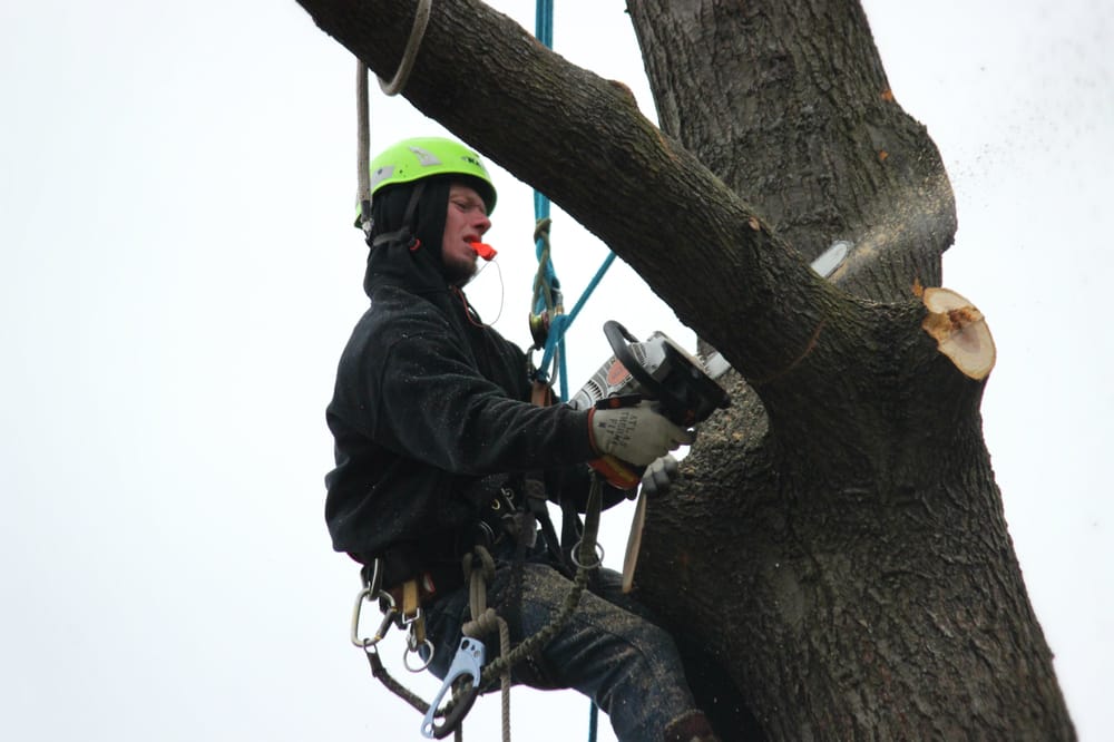 JR’S TREE SERVICE Updated August 2024 13 Photos 3286 W Mt Morris Rd, Mt. Morris, Michigan