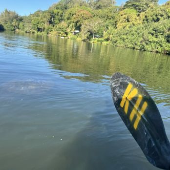 Kayak Hanalei - Turtle in the river. - Tours Near Me - Hanalei, Hawaii Kayak Hanalei - Turtle in the river. - Tours Near Me - Hanalei, Hawaii