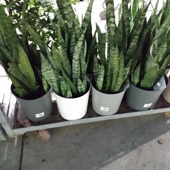 Lowe's Home Improvement - Snake plants - Hardware Stores Near Me - Havertown, Pennsylvania Lowe's Home Improvement - Snake plants - Hardware Stores Near Me - Havertown, Pennsylvania