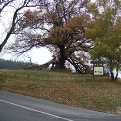 Suckower Eiche