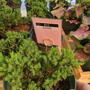 Mari’s Urban Garden - Juniper - Nurseries & Gardening Near Me - Honolulu, Hawaii