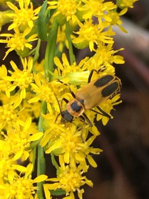 Clifford Park by null