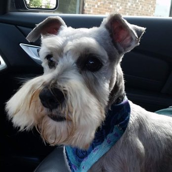 Elena's Shear Magic Pet Styling - Pet Groomers Near Me - Roselle, Illinois Elena's Shear Magic Pet Styling - Pet Groomers Near Me - Roselle, Illinois