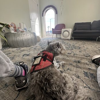 Holistika Veterinary - Bentley waiting for his acupuncture and laser treatments - Veterinarians Near Me - La Crescenta-Montrose, California Holistika Veterinary - Bentley waiting for his acupuncture and laser treatments - Veterinarians Near Me - La Crescenta-Montrose, California