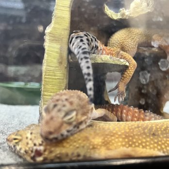 Petco - Pet Stores Near Me - Sunnyvale, California Petco - Pet Stores Near Me - Sunnyvale, California