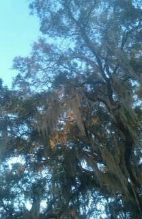 Forsyth Park by null