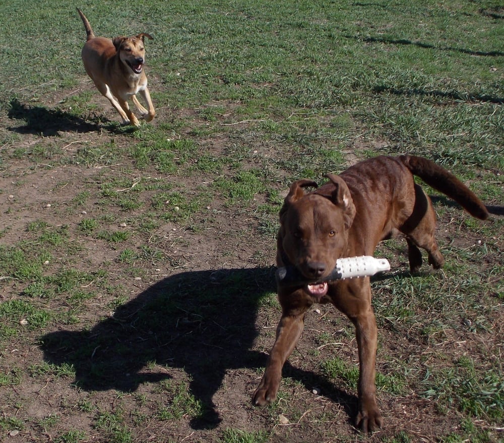 NORTH STAR KENNELS 4435 N Black Cat Rd, Meridian, Idaho Pet