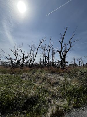 Herring Cove Beach by null