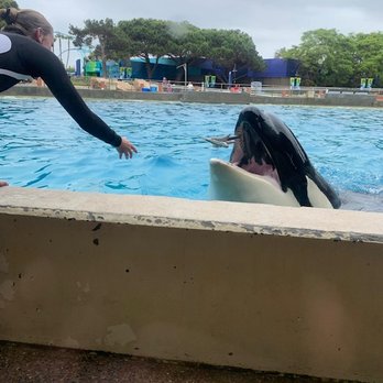 Dine With Orcas - Buffets Near Me - San Diego, California Dine With Orcas - Buffets Near Me - San Diego, California