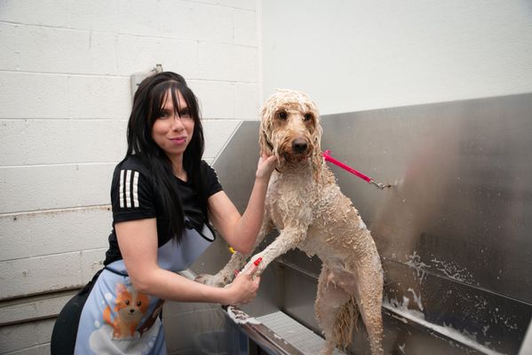 Noni's Pet Boutique & Grooming by null