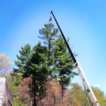 Freedom Tree - Tree Services Near Me