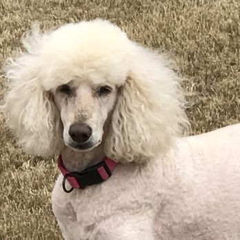 Central Texas Animal Hospital - My Love ZsaZsa - Veterinarians Near Me - Pflugerville, Texas