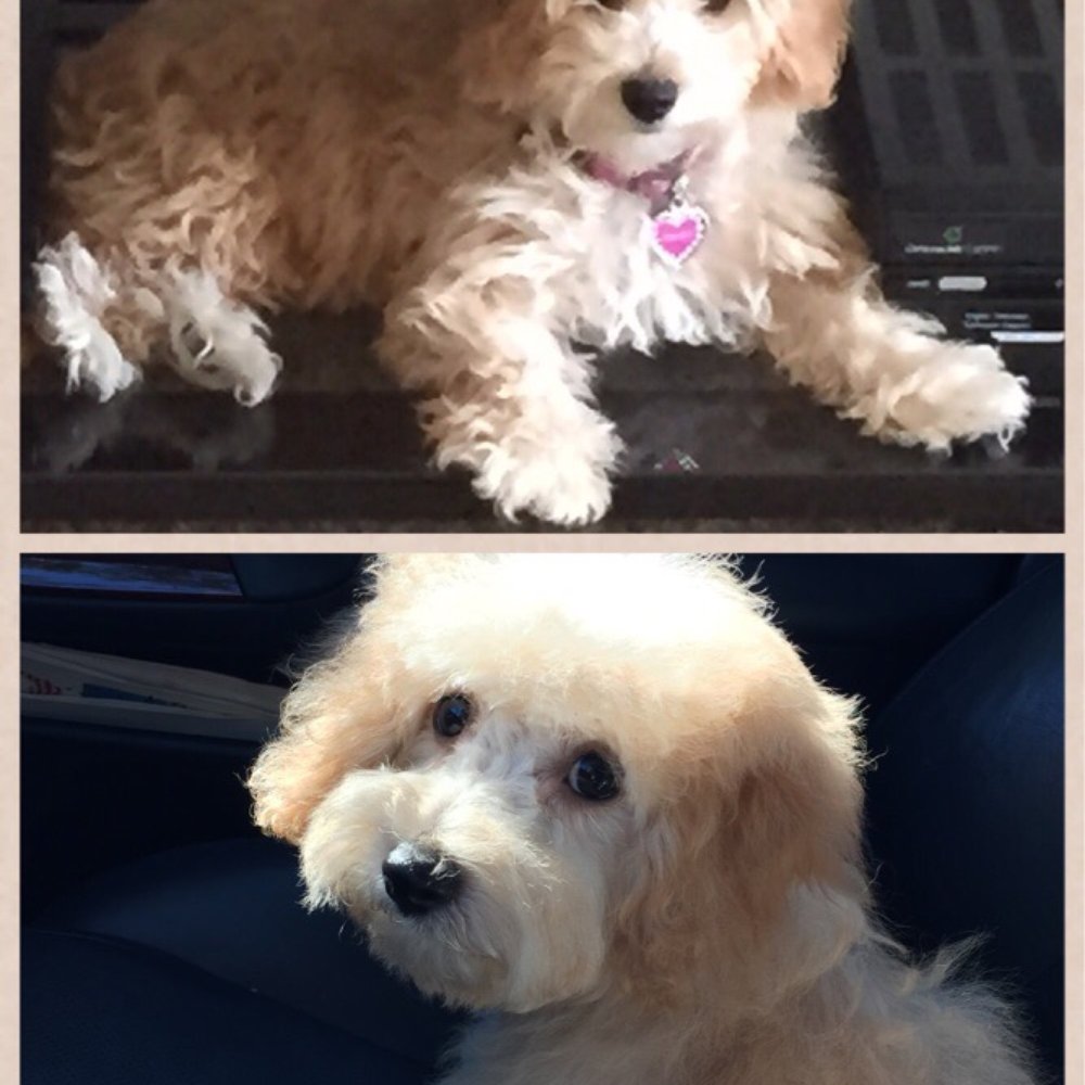 Valerie's Paw Spa - My 4 month old Maltipoo, Pookie. - Pet Groomers Near Me - Henderson, Nevada Valerie's Paw Spa - My 4 month old Maltipoo, Pookie. - Pet Groomers Near Me - Henderson, Nevada