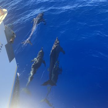Blue Dolphin Charters - Blue Dolphin guarantees dolphins! ;)! - Boating Near Me - Eleele, Hawaii