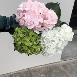 Aparicio Flowers - Hydrangeas