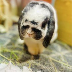 The Bunny Café - Flappy eared bunny