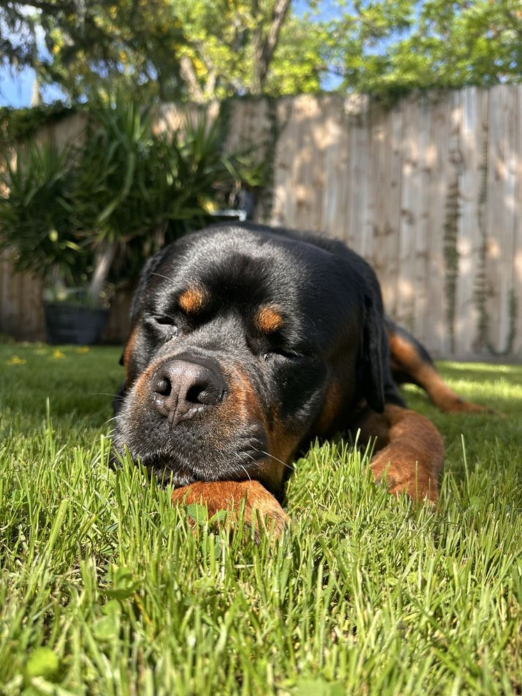 UF Small Animal Hospital Image