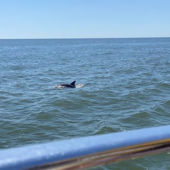 M.R. Ducks - Dolphin - New American Near Me - Ocean City, Maryland M.R. Ducks - Dolphin - New American Near Me - Ocean City, Maryland