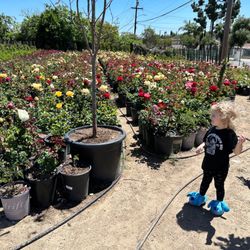 Four Seasons Nursery